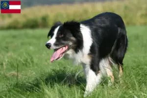 Read more about the article Border Collie breeders and puppies in Georgia