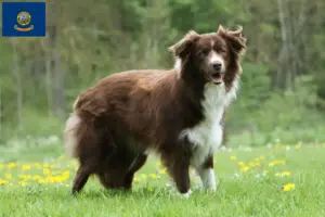 Read more about the article Border Collie breeders and puppies in Idaho