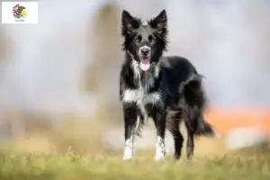 Read more about the article Border Collie breeders and puppies in Illinois