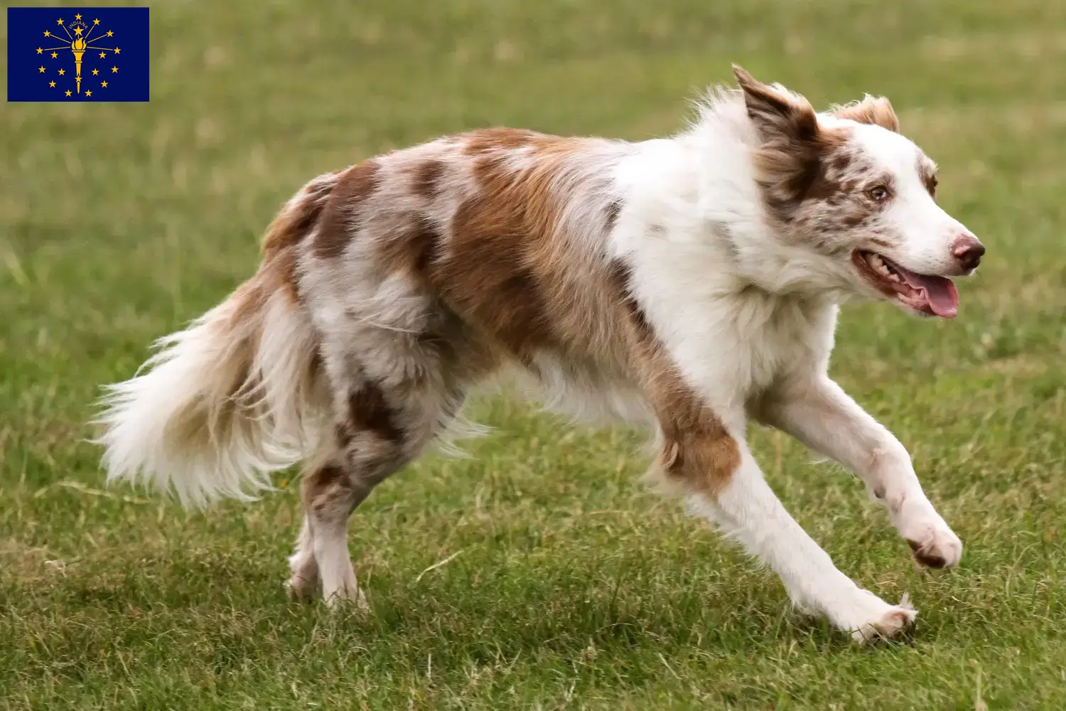 Border Collie puppies and breeders Indiana Find Border Collies breeders in Indiana.