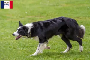 Read more about the article Border Collie breeders and puppies in Iowa