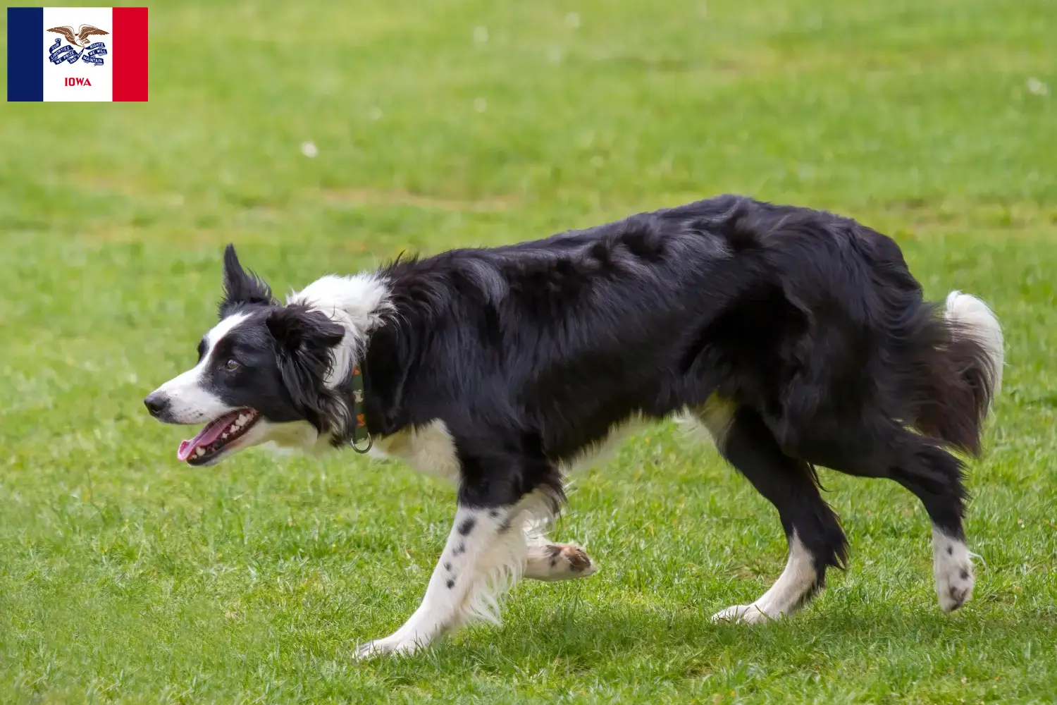Border Collie puppies and breeders Iowa Find Border Collies breeders in Iowa.