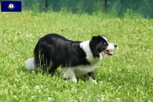 Read more about the article Border Collie breeders and puppies in Kentucky