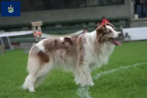 Read more about the article Border Collie breeders and puppies in Maine