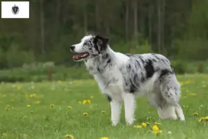 Read more about the article Border Collie breeders and puppies in Massachusetts