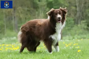Read more about the article Border Collie breeders and puppies in Michigan