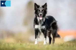 Read more about the article Border Collie breeders and puppies in Minnesota