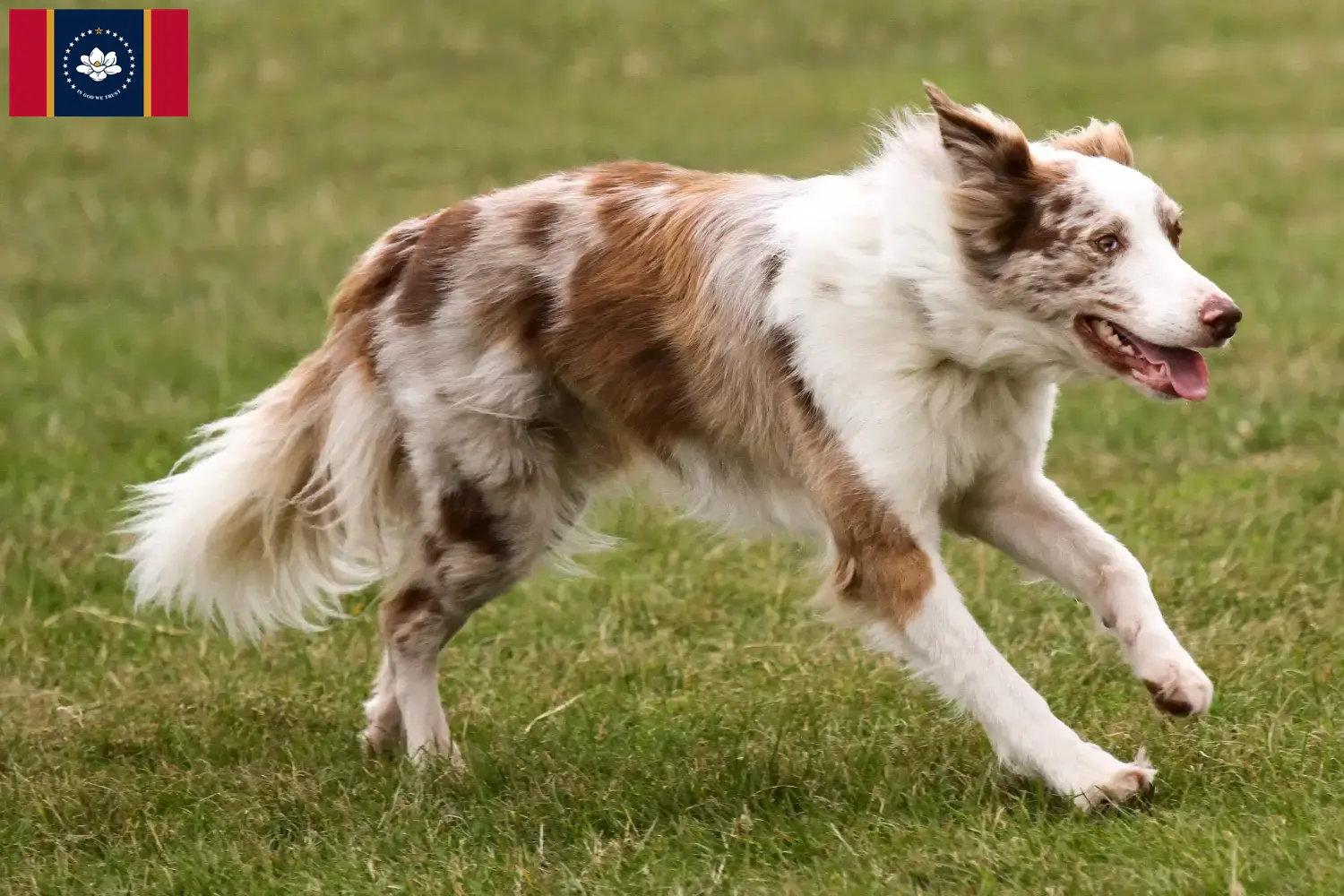 Border Collie puppies and breeders Mississippi Find Border Collies breeders in Mississippi.