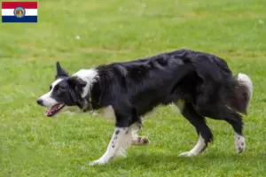 Read more about the article Border Collie breeders and puppies in Missouri
