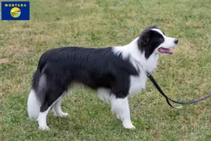 Read more about the article Border Collie breeders and puppies in Montana