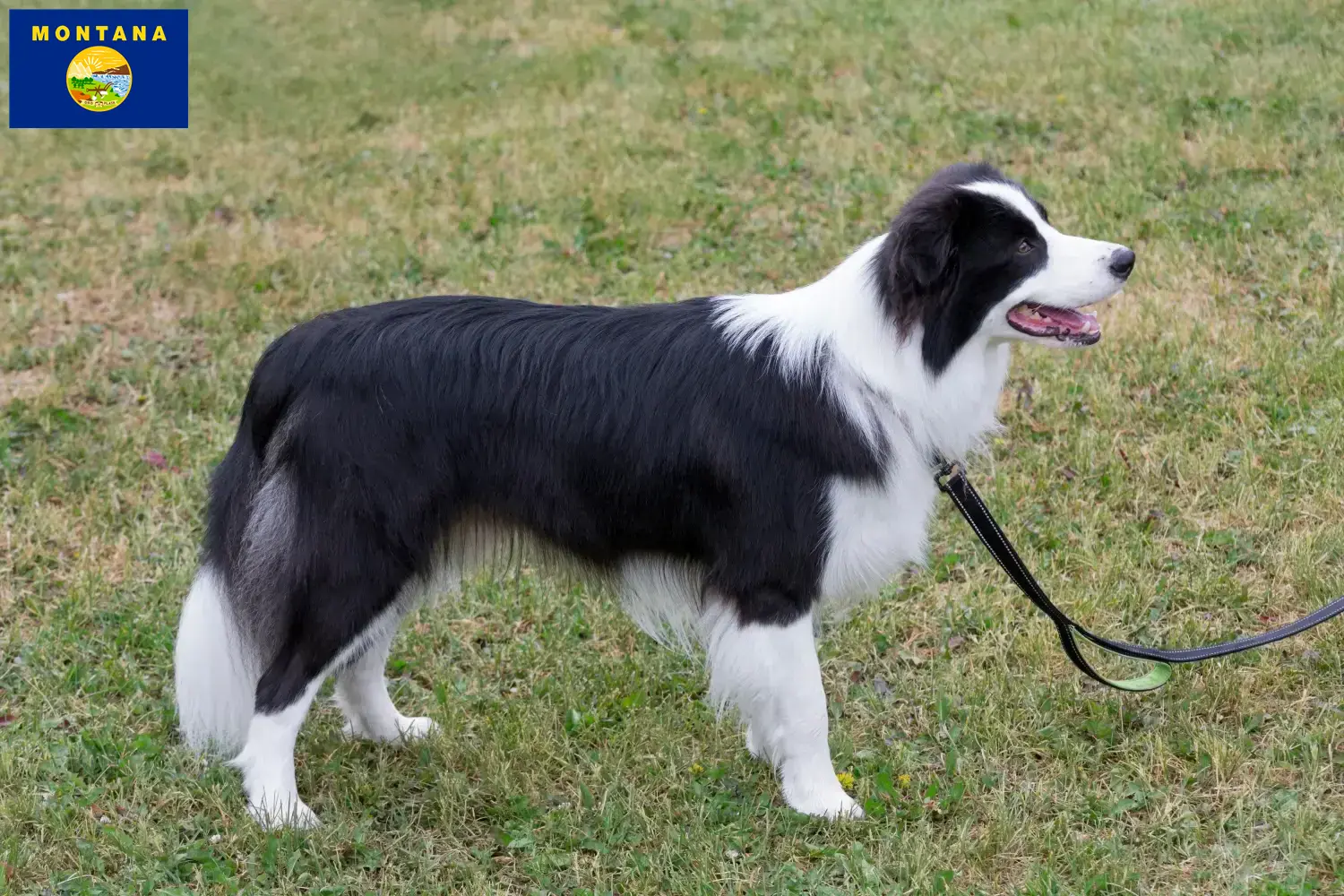 Border Collie puppies and breeder Montana Find Border Collies breeders in Montana.