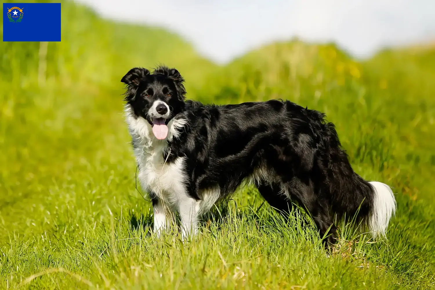 Border Collie puppies and breeder Nevada Find Border Collies breeders in Nevada.