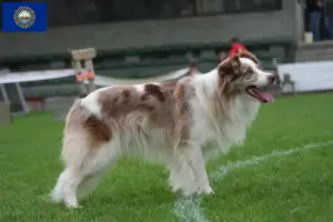 Read more about the article Border Collie breeders and puppies in New Hampshire