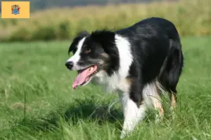 Read more about the article Border Collie breeders and puppies in New Jersey