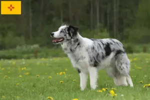 Read more about the article Border Collie Breeders and Puppies in New Mexico