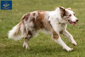 Read more about the article Border Collie breeders and puppies in North Dakota