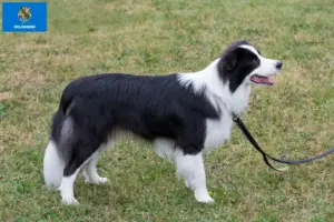 Read more about the article Border Collie breeders and puppies in Oklahoma