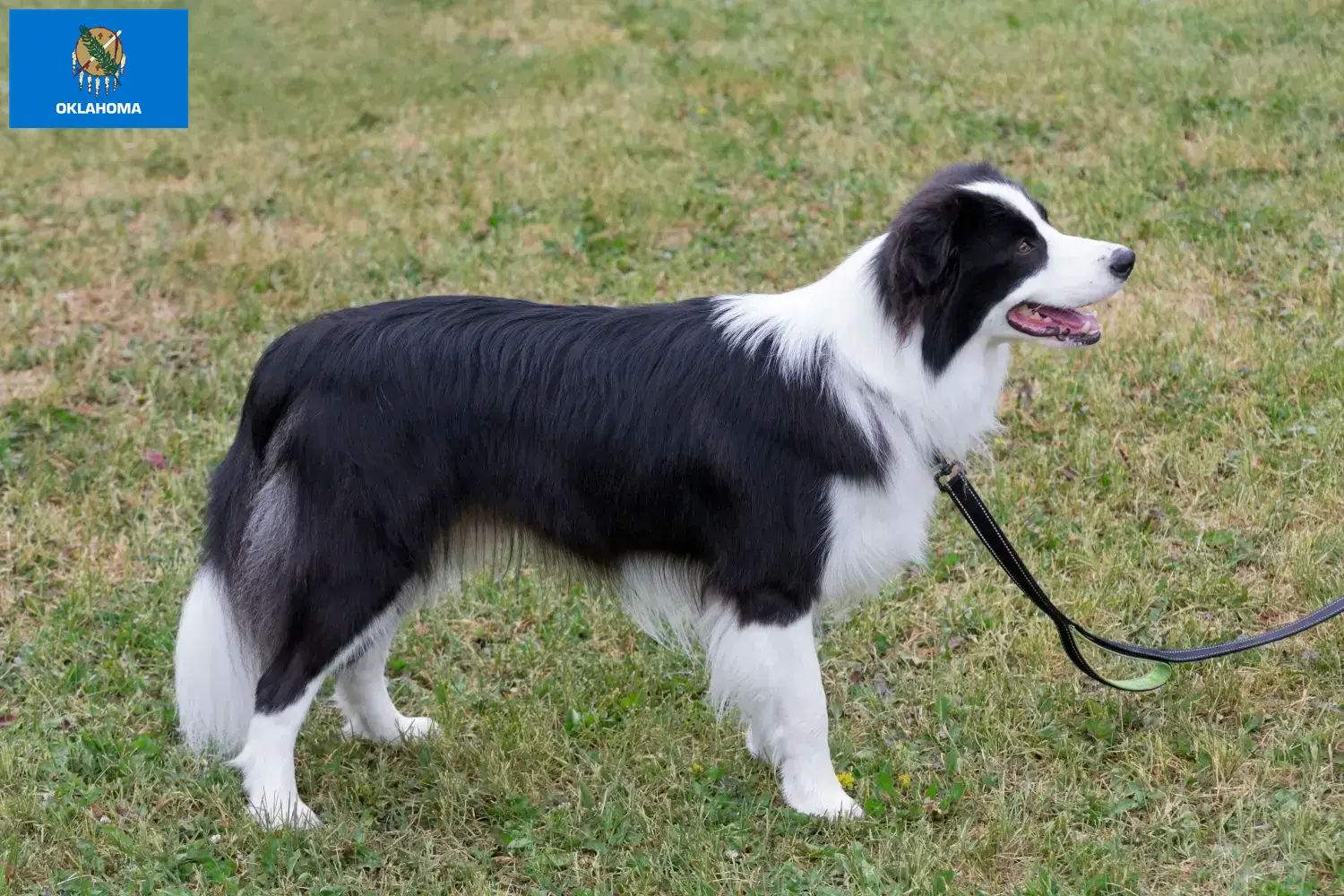Border Collie puppies and breeders Oklahoma Find Border Collies breeders in Oklahoma.