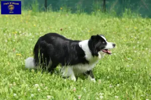 Read more about the article Border Collie breeders and puppies in Oregon