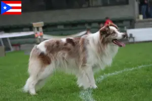 Read more about the article Border Collie breeders and puppies in Puerto Rico