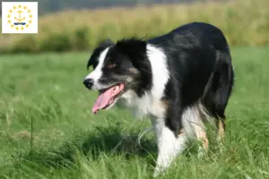 Read more about the article Border Collie Breeders and Puppies in Rhode Island