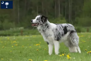 Read more about the article Border Collie breeders and puppies in South Carolina
