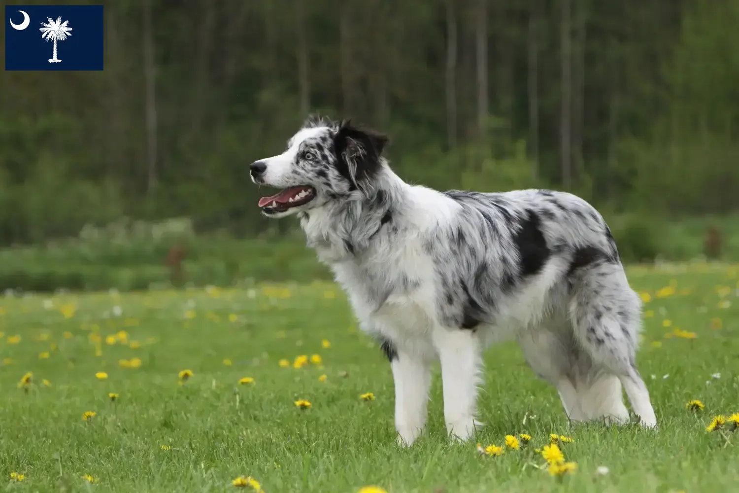 Border Collie puppies and breeders South Carolina Find Border Collies breeders in South Carolina.
