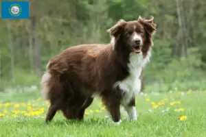 Read more about the article Border Collie breeders and puppies in South Dakota
