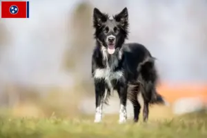 Read more about the article Border Collie breeders and puppies in Tennessee