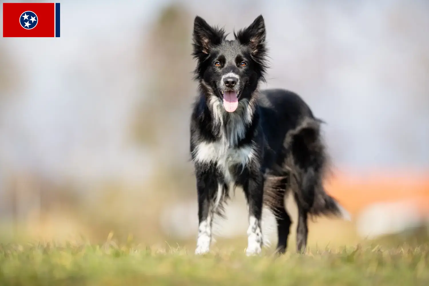 Border Collie puppies and breeders Tennessee Find Border Collies breeders in Tennessee.