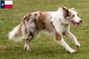 Read more about the article Border Collie breeders and puppies in Texas