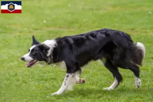 Read more about the article Border Collie breeders and puppies in Utah