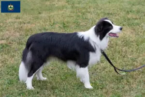 Read more about the article Border Collie breeders and puppies in Vermont