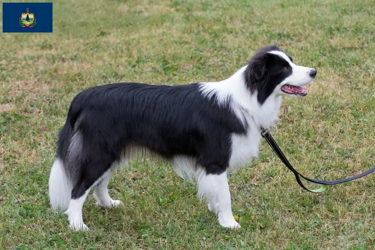 Border Collie puppies and breeders Vermont Find Border Collies breeders in Vermont.