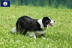 Read more about the article Border Collie breeders and puppies in Virginia