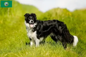 Read more about the article Border Collie breeders and puppies in Washington