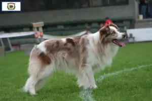 Read more about the article Border Collie breeders and puppies in West Virginia