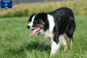 Read more about the article Border Collie breeders and puppies in Wisconsin