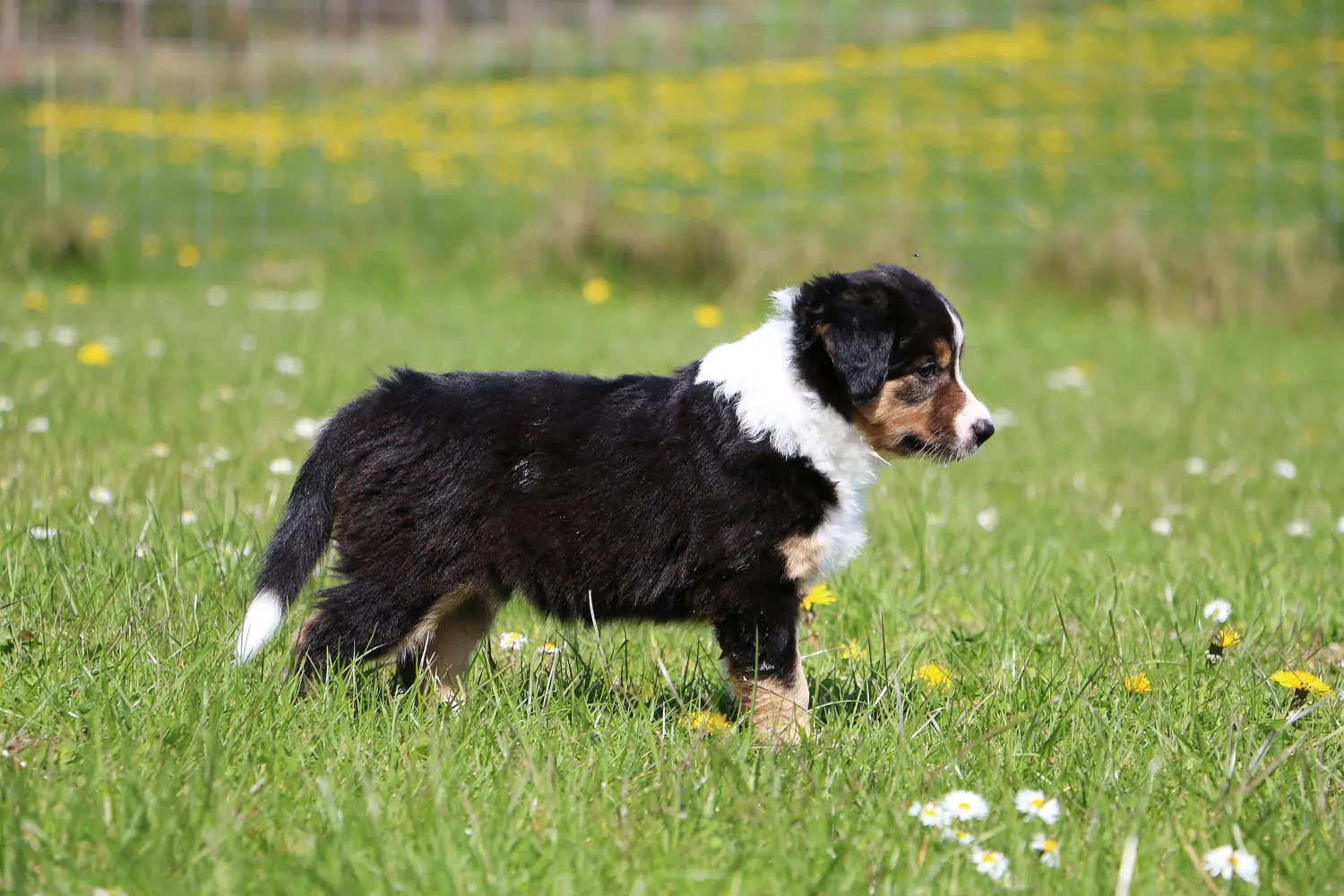 Buying a Border Collie puppy means taking responsibility! Buy Border Collie puppies.