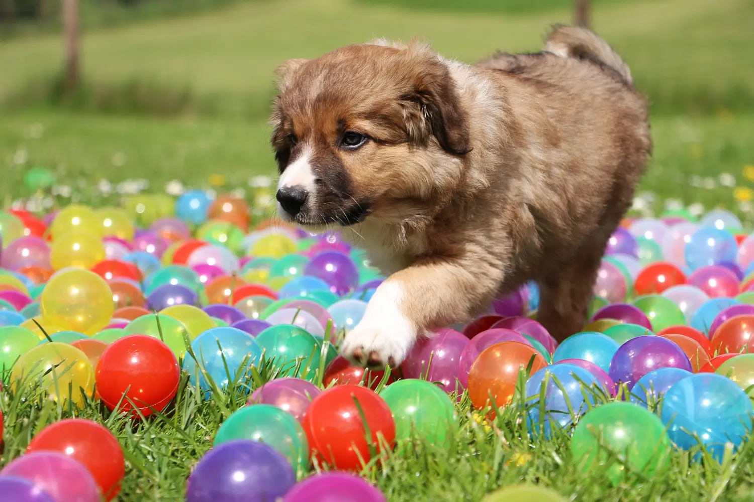 Buying a Border Collie puppy means taking responsibility! Buy Border Collie puppies.