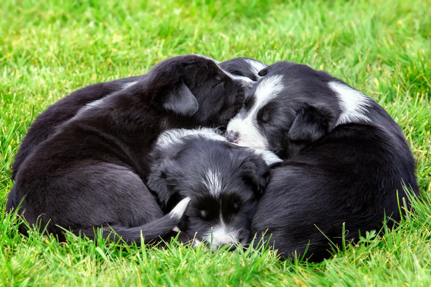 Buying a Border Collie puppy means taking responsibility! Buy Border Collie puppies.