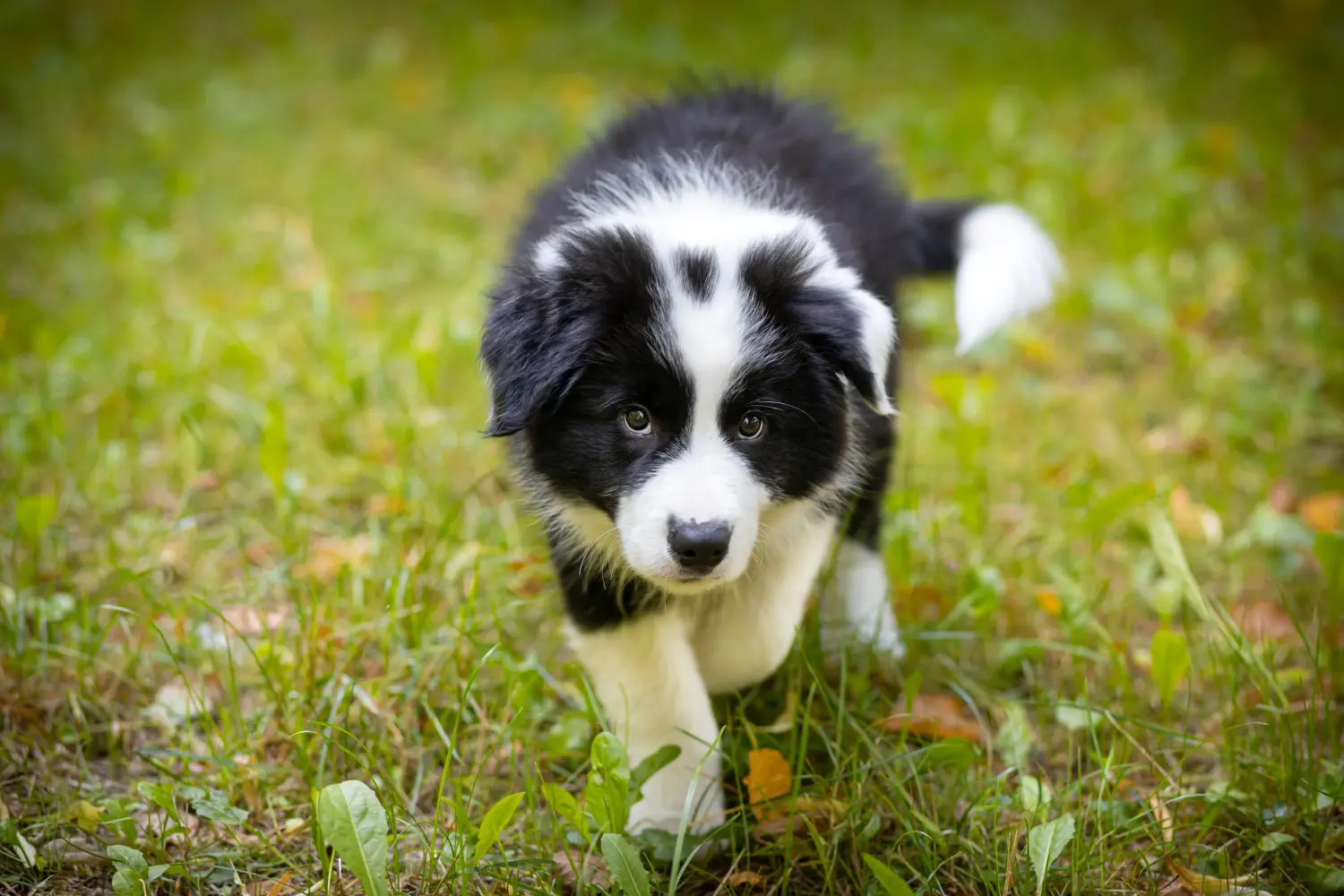 Buying a Border Collie puppy means taking responsibility! Buy Border Collie puppies.