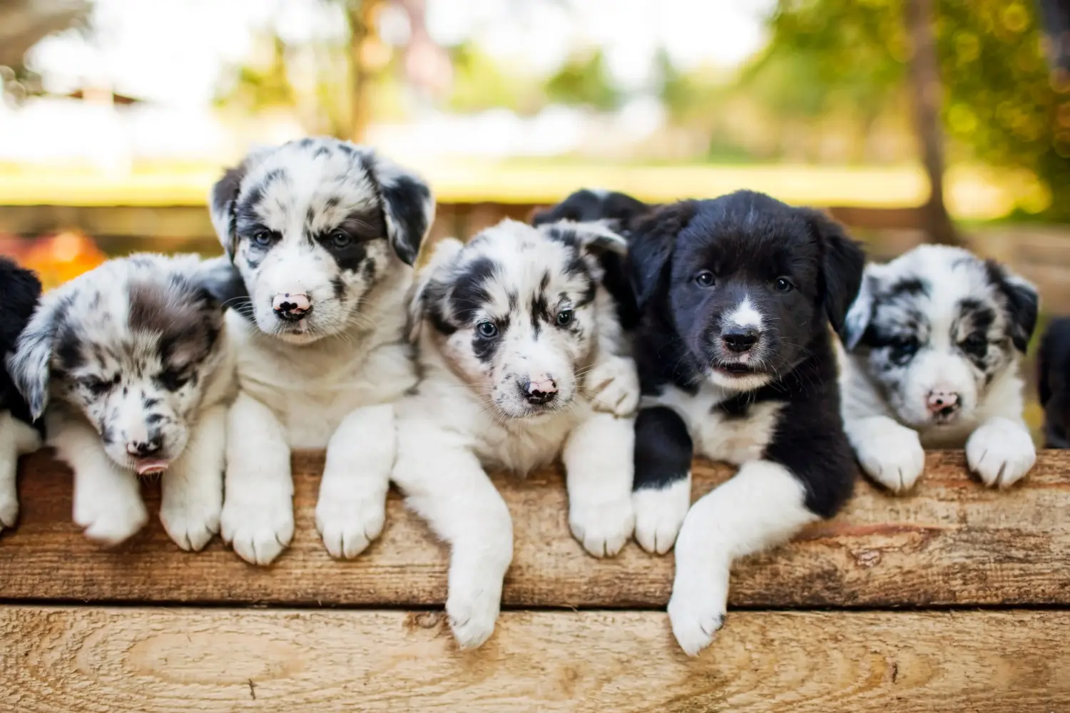 Buying a Border Collie puppy means taking responsibility! Buy Border Collie puppies.