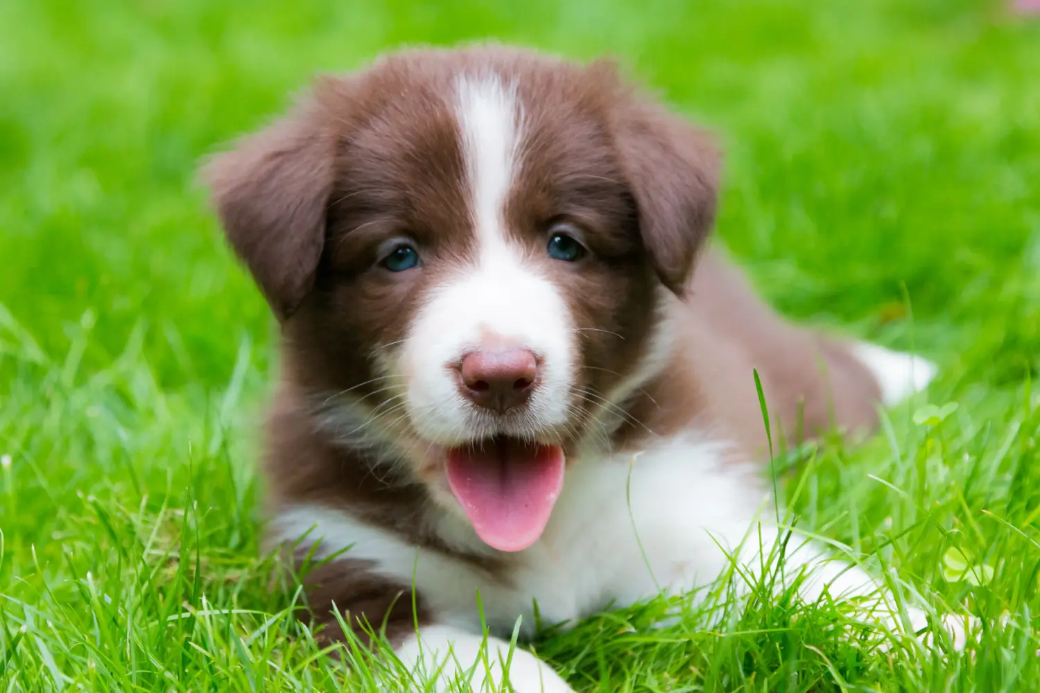 Buying a Border Collie puppy means taking responsibility! Buy Border Collie puppies.