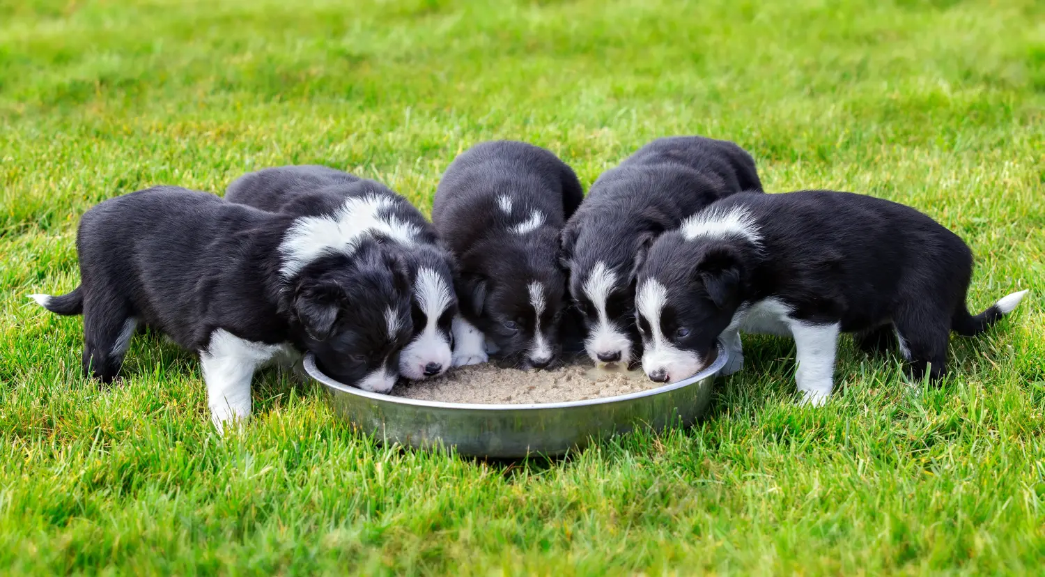 Buying a Border Collie puppy means taking responsibility! Buy Border Collie puppies.