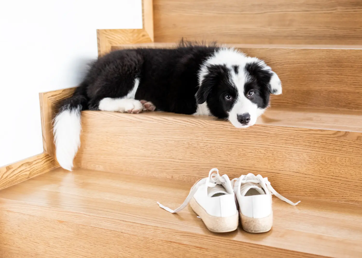 Buying a Border Collie puppy means taking responsibility! Buy Border Collie puppies.