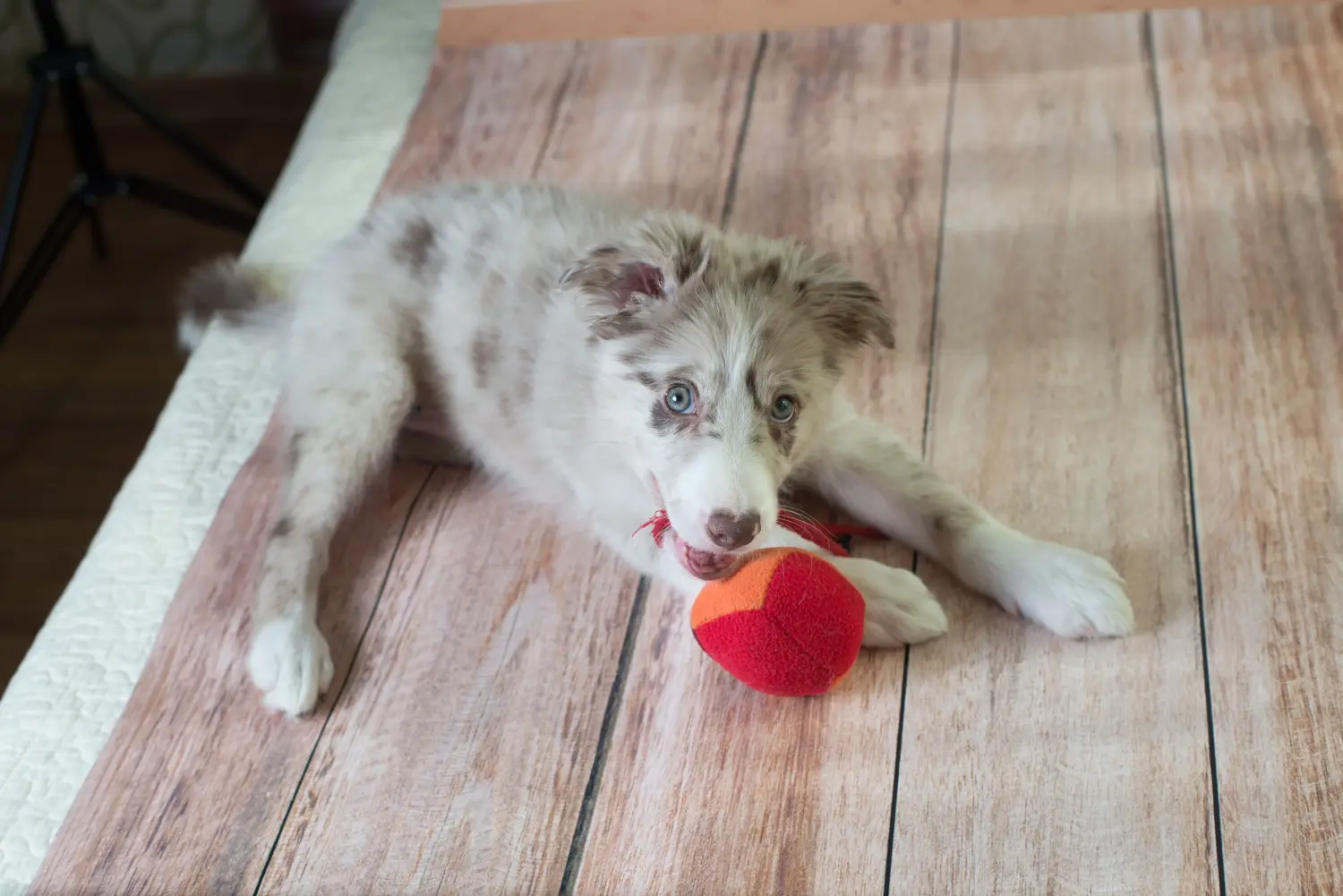 Buying a Border Collie puppy means taking responsibility! Buy Border Collie puppies.