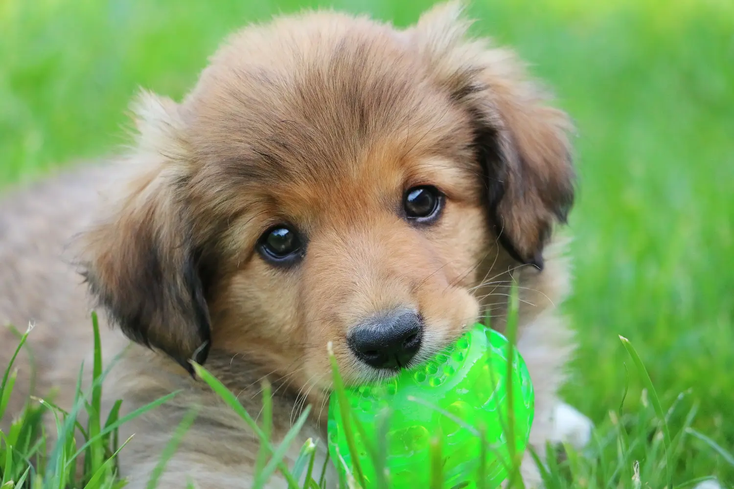 Buying a Border Collie puppy means taking responsibility! Buy Border Collie puppies.
