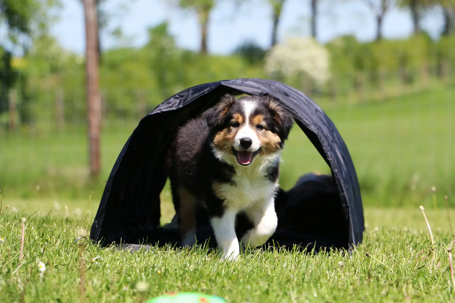 Buying a Border Collie puppy means taking responsibility! Buy Border Collie puppies.