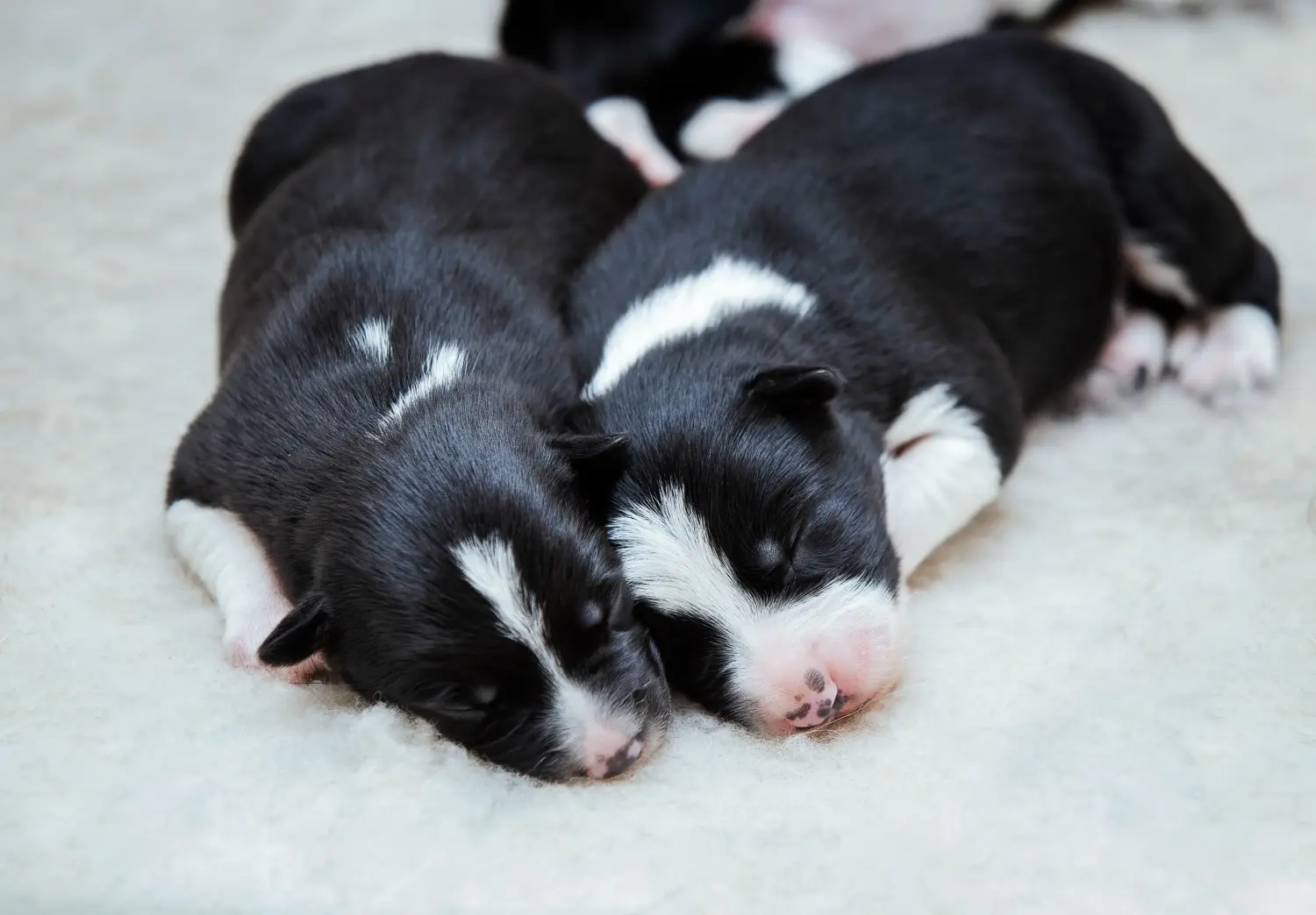 Buying a Border Collie puppy means taking responsibility! Buy Border Collie puppies.